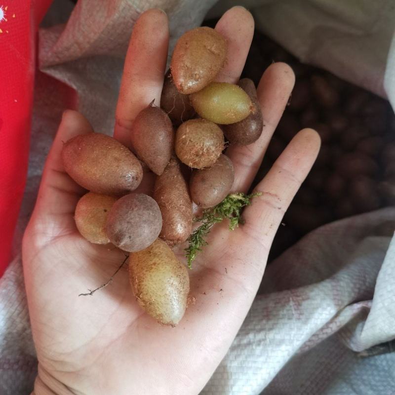 深山石黄皮凤凰蛋化狗儿肾结果