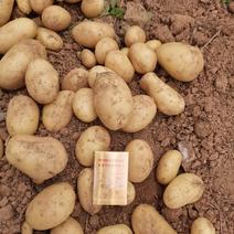 贵州黄皮黄心土豆，质量可以。