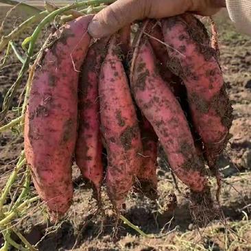 河北脱毒原种西瓜红红薯苗量大价优产地直发