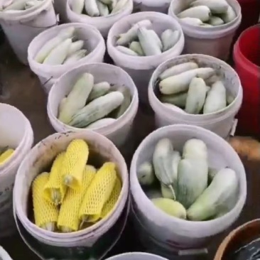 【推荐】金点博洋系列20各种优质甜瓜大量上市