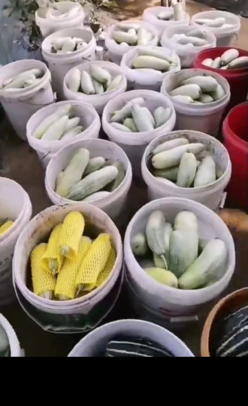 【推荐】金点博洋系列20各种优质甜瓜大量上市