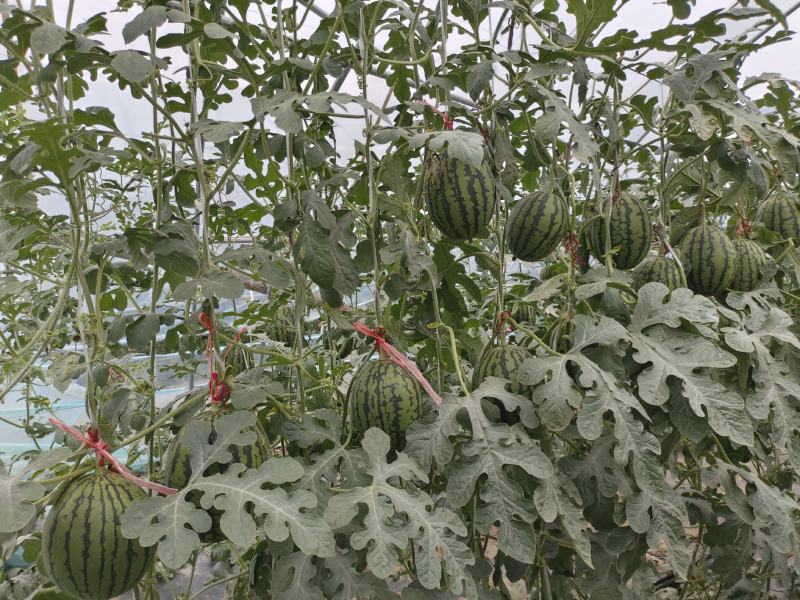 西华县千亩西瓜基地