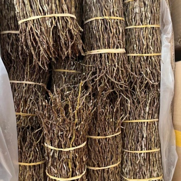 铁皮石斛干条批发零售
