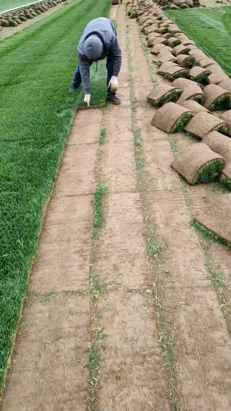 四季青草坪种植销售