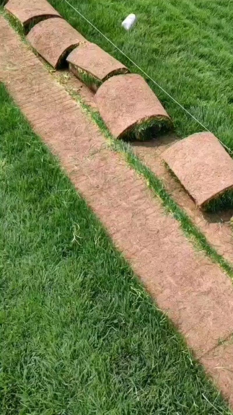 四季青草坪种植销售