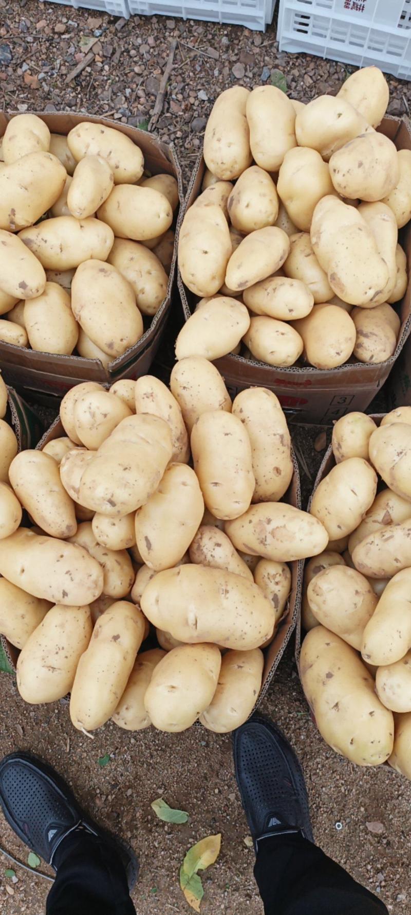 山东郯城土豆大量有货，质量很好价格不高，欢迎实地考察采购
