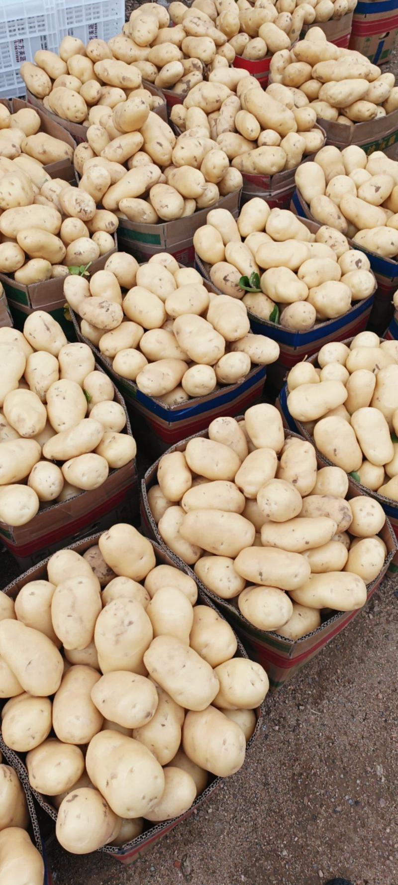 山东郯城土豆大量有货，质量很好价格不高，欢迎实地考察采购