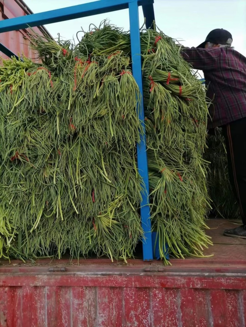 蒜薹鲜蒜薹冷库货市场货电商货产地直发