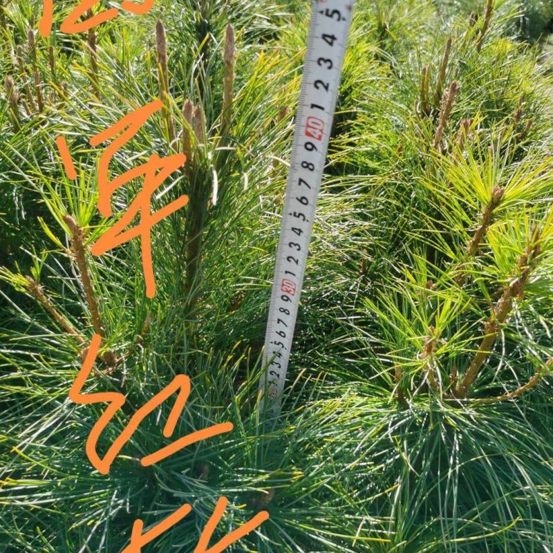 东北红松，果松，结果松子的
