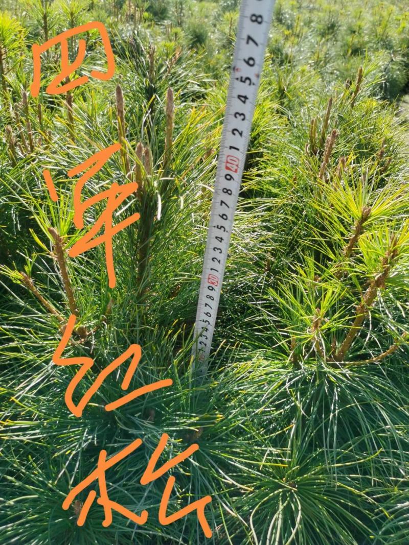 东北红松，果松，结果松子的