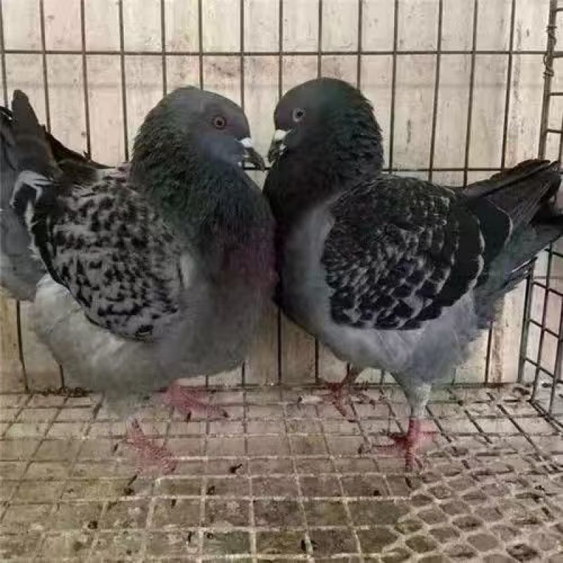 【牛商推荐】观赏鸽鸽子全国发货可视频看货