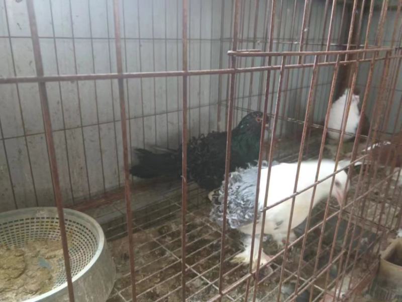 【牛商推荐】观赏鸽鸽子全国发货可视频看货