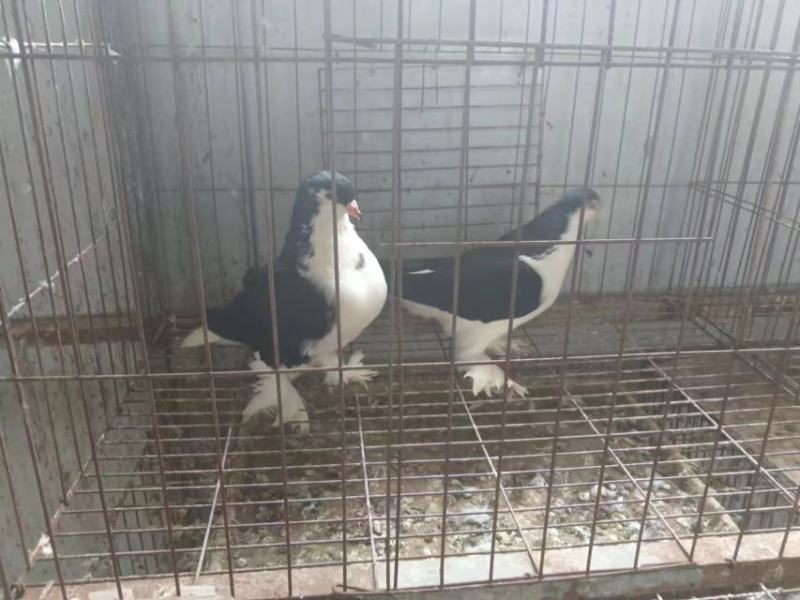 【牛商推荐】观赏鸽鸽子全国发货可视频看货