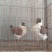 【牛商推荐】观赏鸽鸽子全国发货可视频看货