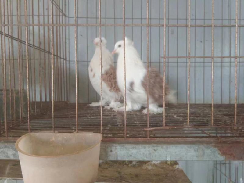 【牛商推荐】观赏鸽鸽子全国发货可视频看货
