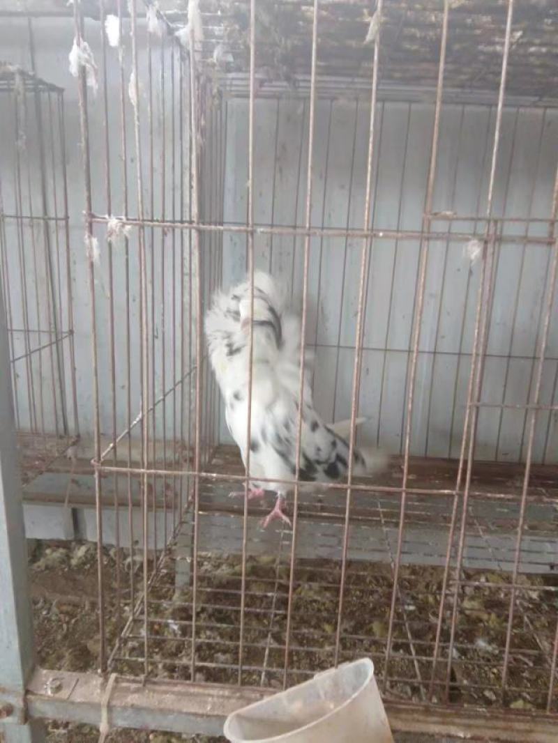 【牛商推荐】观赏鸽鸽子全国发货可视频看货