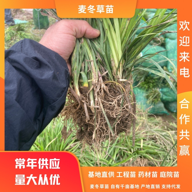 麦冬药用麦冬苗绿化苗庭院苗工程苗麦冬基地