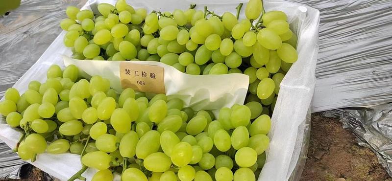 【优选】维多利亚鲜果葡萄大量上市，对接各大商超市场