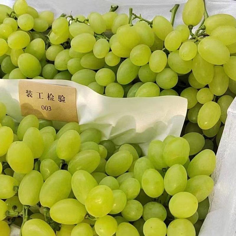 【优选】维多利亚鲜果葡萄大量上市，对接各大商超市场