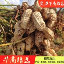 湛江徐闻白米湿花生红米鲜花生湿花生颗粒均匀按需分练