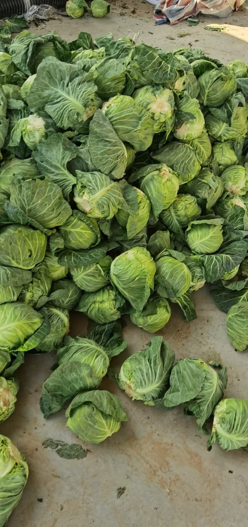 甘蓝中甘甘蓝圆甘蓝圆包菜绿球甘蓝