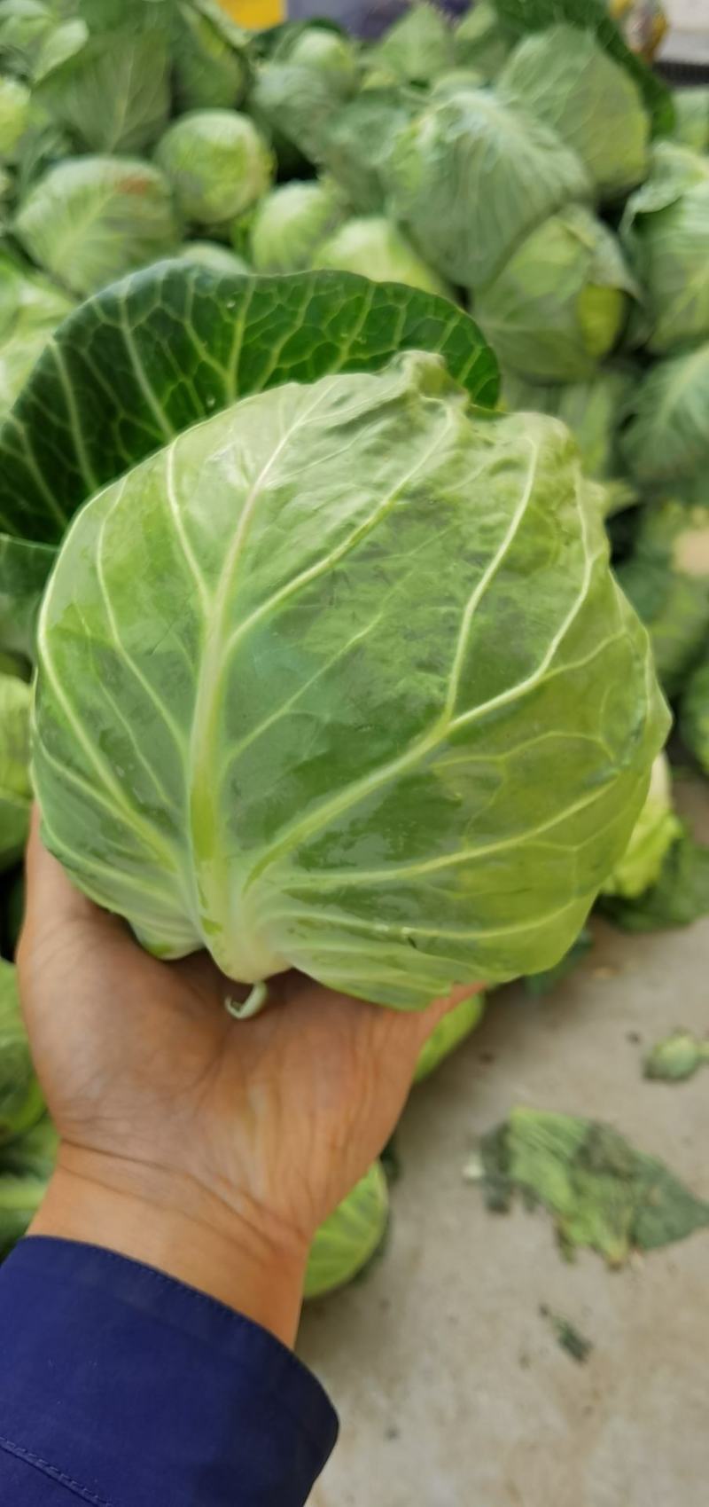 甘蓝中甘甘蓝圆甘蓝圆包菜绿球甘蓝
