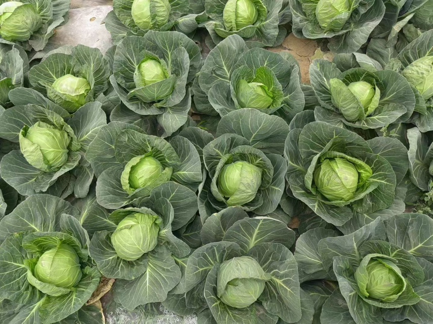 展示不同品种羽衣甘蓝与菠菜的叶片形态与颜色对比,帮助读者直观区分 羽衣甘蓝与菠菜品种对比图