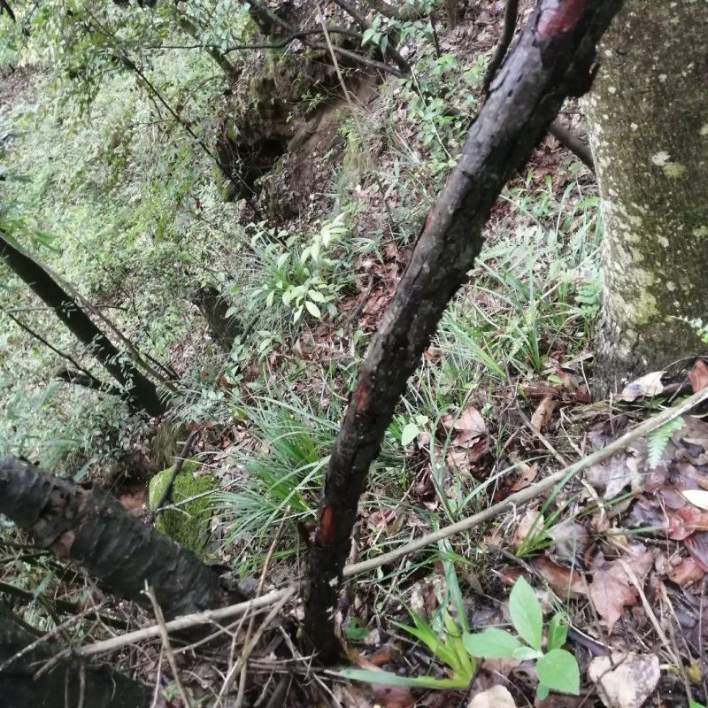 山木香，3公分左右粗