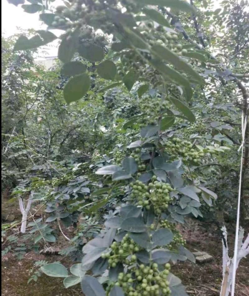 花椒，新鲜花椒，贵州本地花椒，香麻浓郁，味道独特