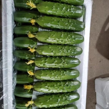 旱黄瓜大量现货，质量好，耐运输，产地专业代发团队