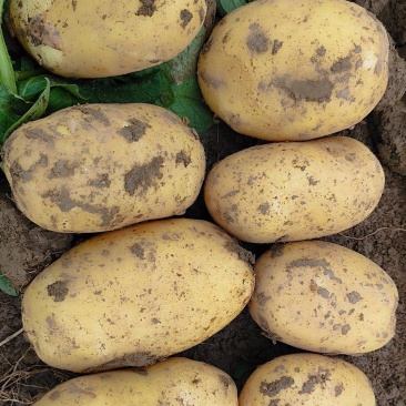 黄心土豆大量上市