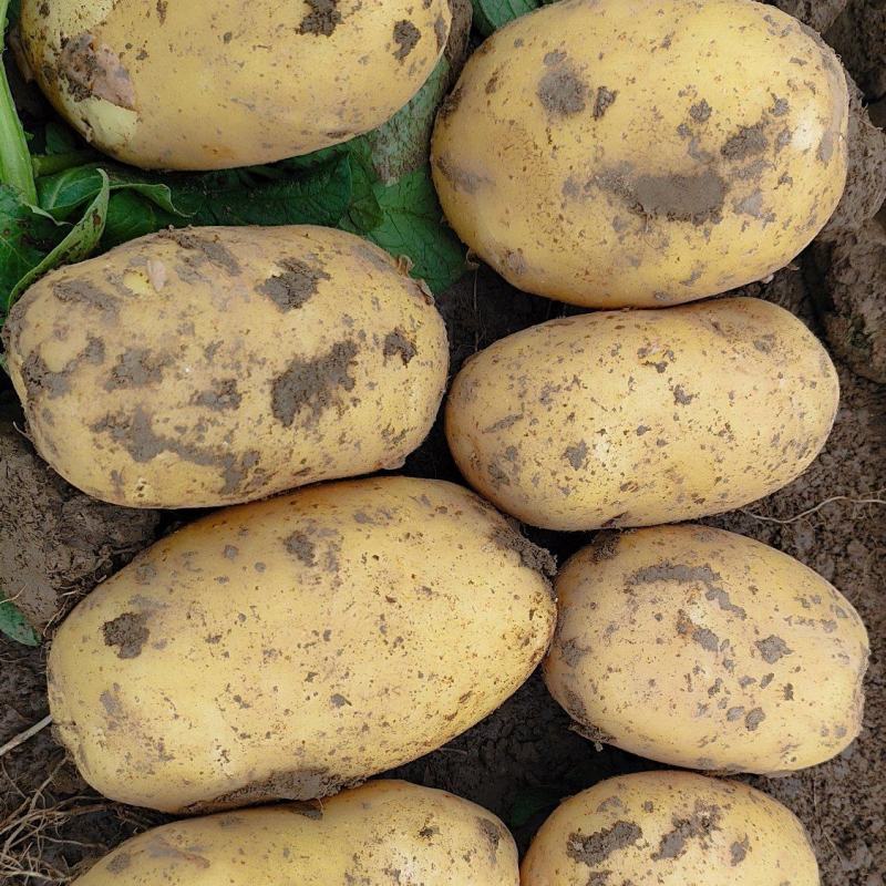 黄心土豆大量上市