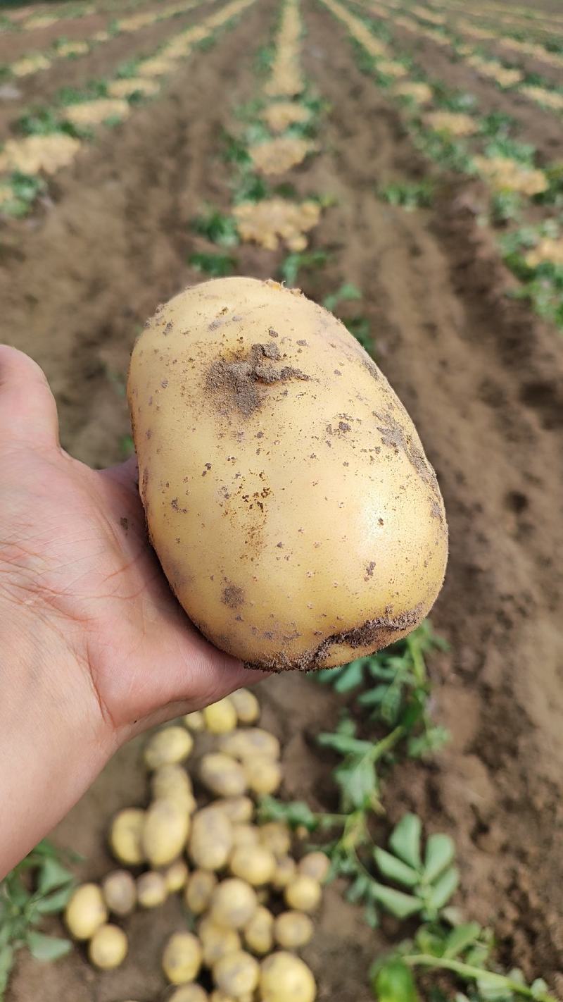 黄心土豆大量上市