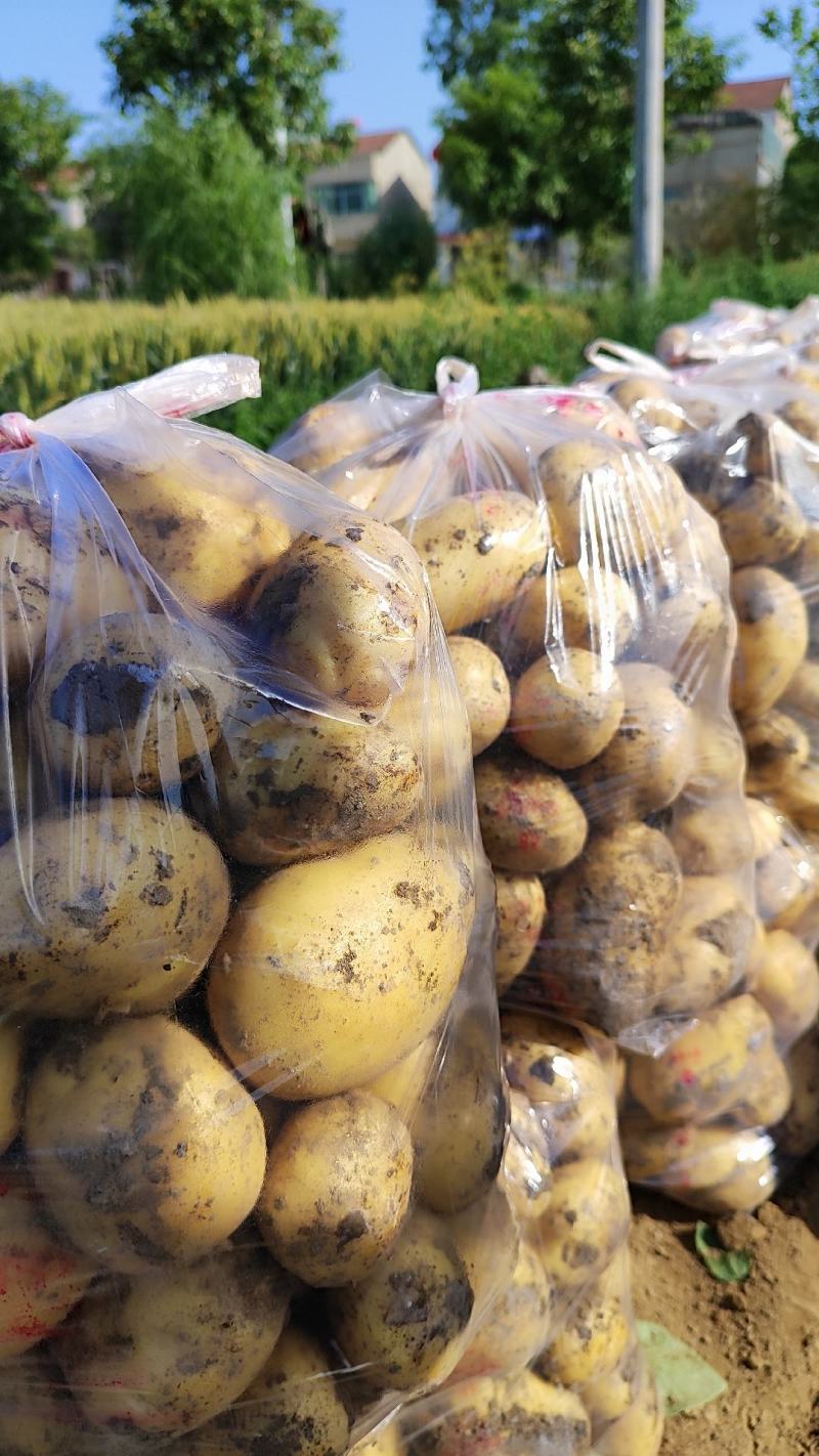 黄心土豆大量上市