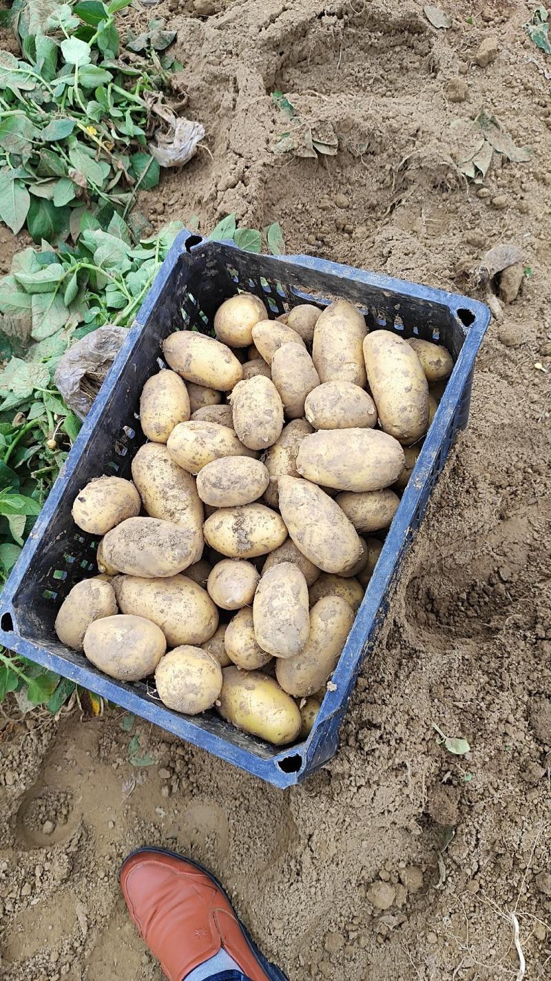 黄心土豆大量上市