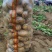 黄心土豆大量上市