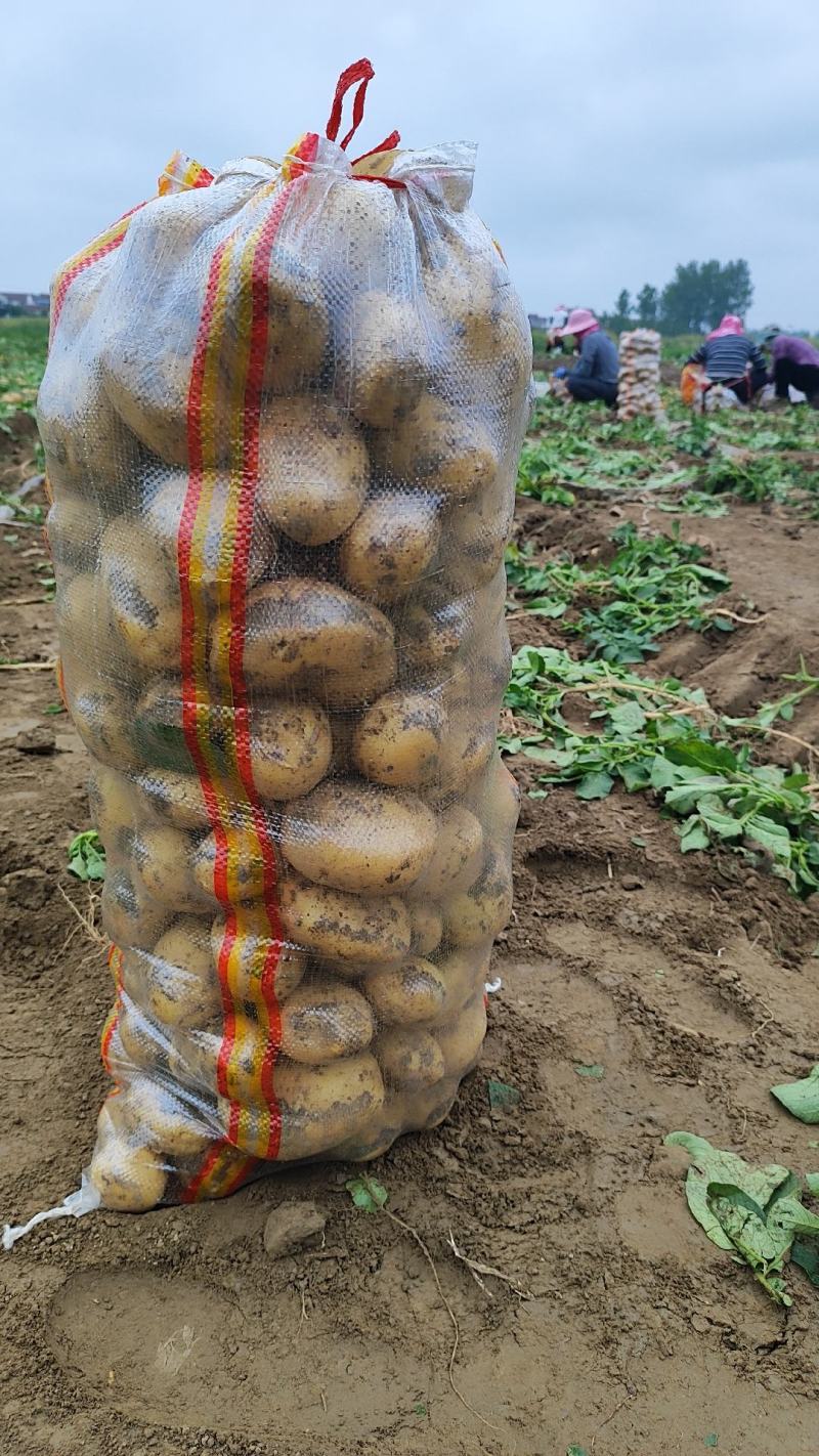 黄心土豆大量上市