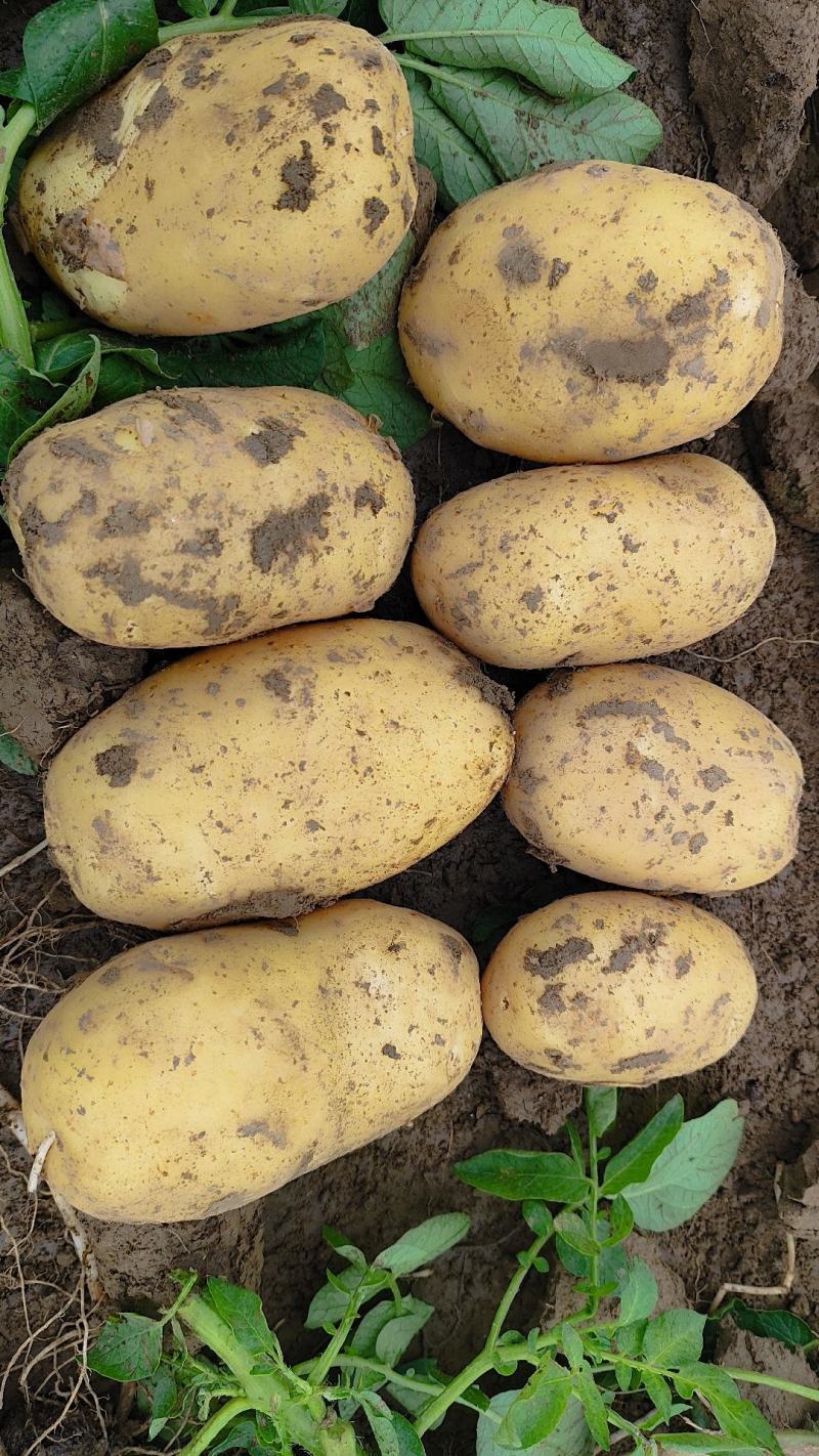 黄心土豆大量上市