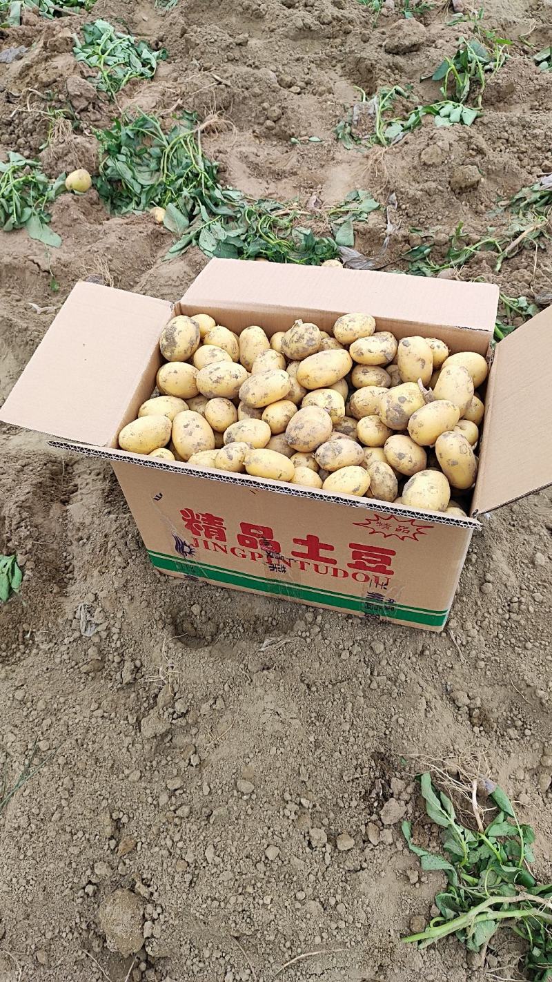 黄心土豆大量上市