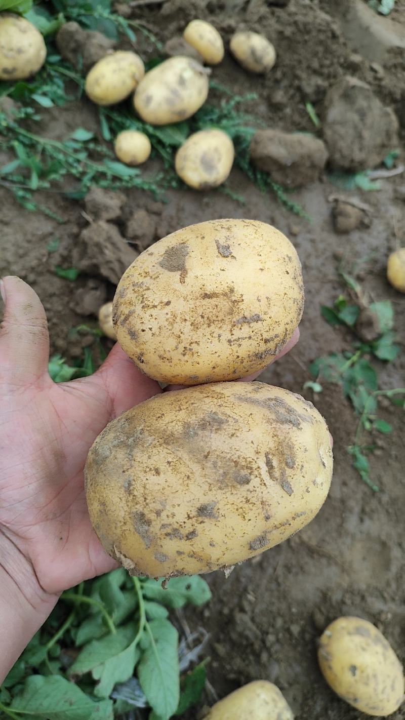 黄心土豆大量上市