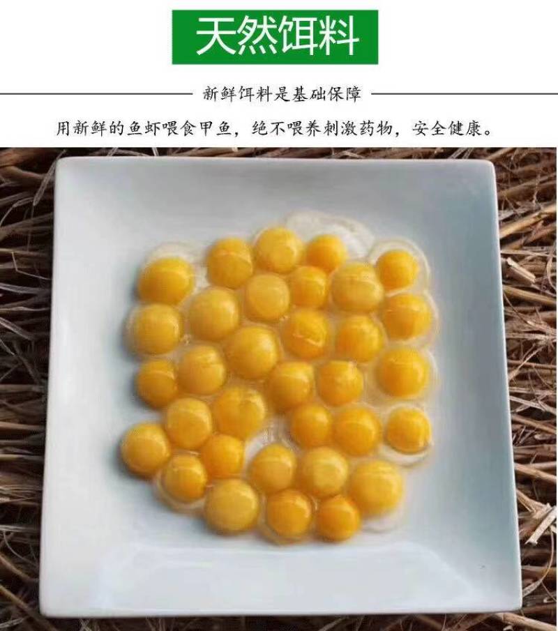 无精甲鱼蛋可食用量大从优，欢迎通过一亩田联系