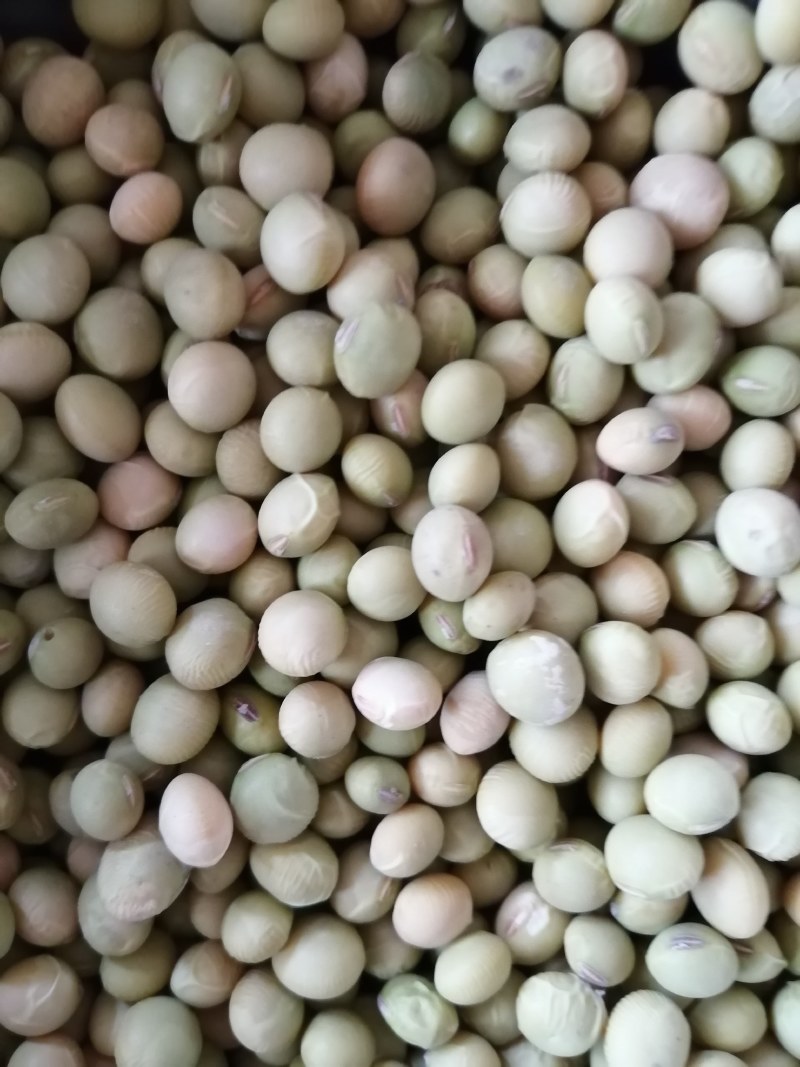 毛豆种子春季秋季四季高产早熟东北农家大荚蔬菜种