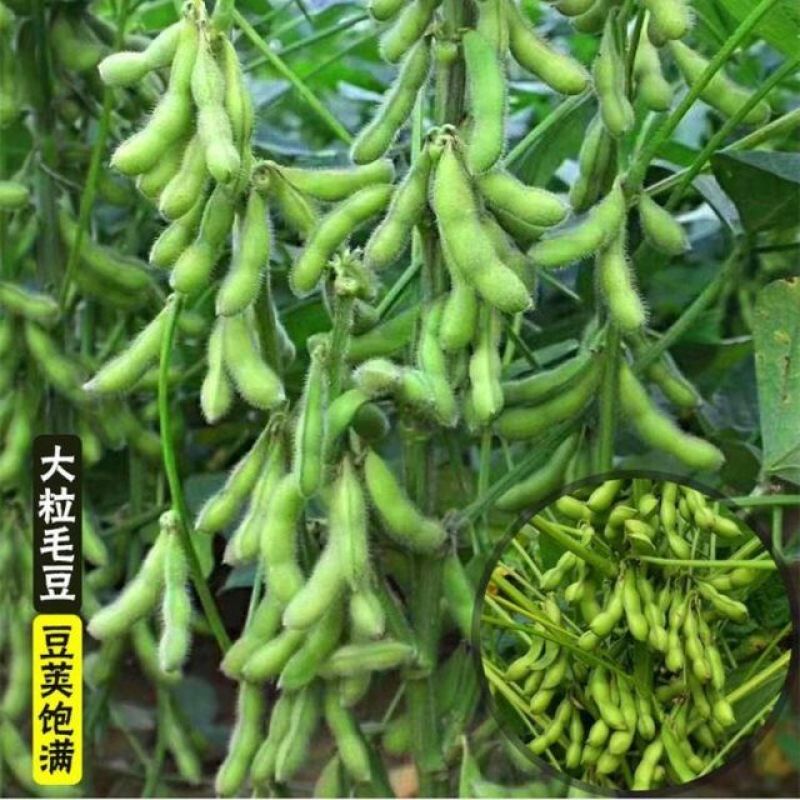 毛豆种子春季秋季四季高产早熟东北农家大荚蔬菜种