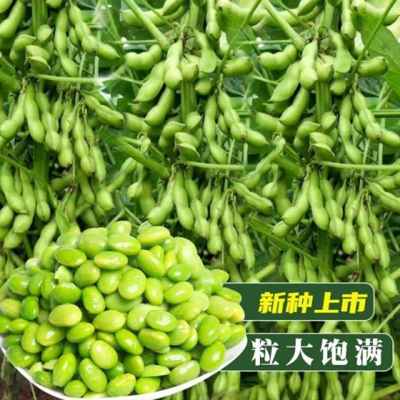 毛豆种子春季秋季四季高产早熟东北农家大荚蔬菜种