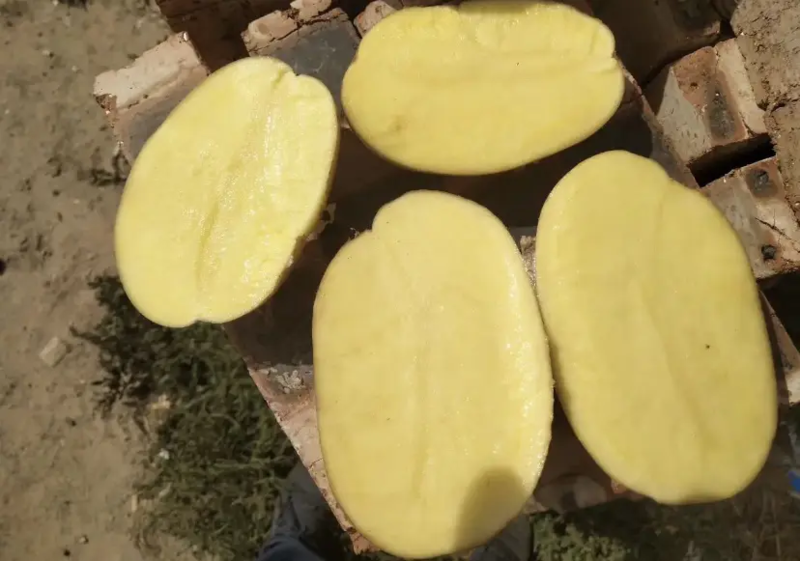 河南通许精品土豆v7，黄心土豆品种齐全产地批发品质保证