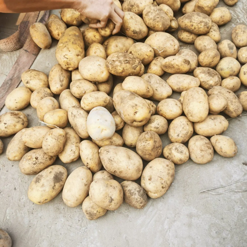 河南通许精品土豆v7，黄心土豆品种齐全产地批发品质保证