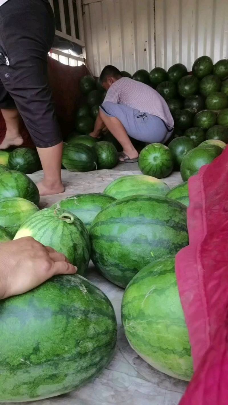 大棚沙土地龙卷风精品漫二！吊瓜上车了九成熟保质量