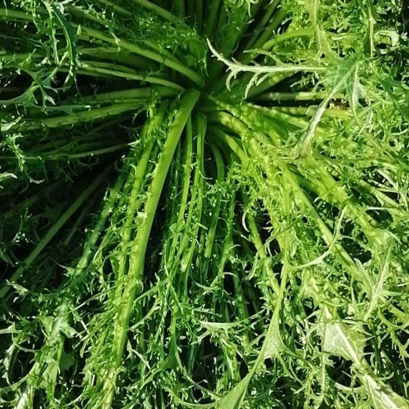 梅干菜，无沙低盐梅干菜，人工筛选去梗量大从优，欢迎采购