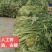 梅干菜，无沙低盐梅干菜，人工筛选去梗量大从优，欢迎采购