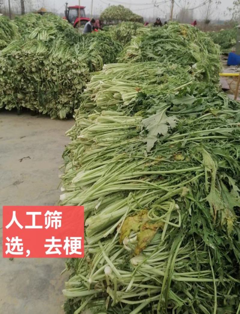 梅干菜，无沙低盐梅干菜，人工筛选去梗量大从优，欢迎采购